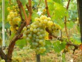 /album/galerie-de-photos/chardonnay-moldova-jpg/