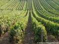 /album/galerie-de-photos/hd-33-vignes-jpg/